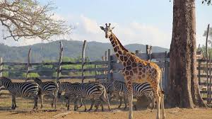 african wildlife