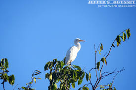 bird watching 