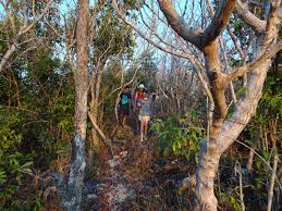 nature walk 