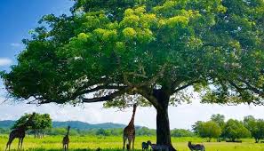 conservation 