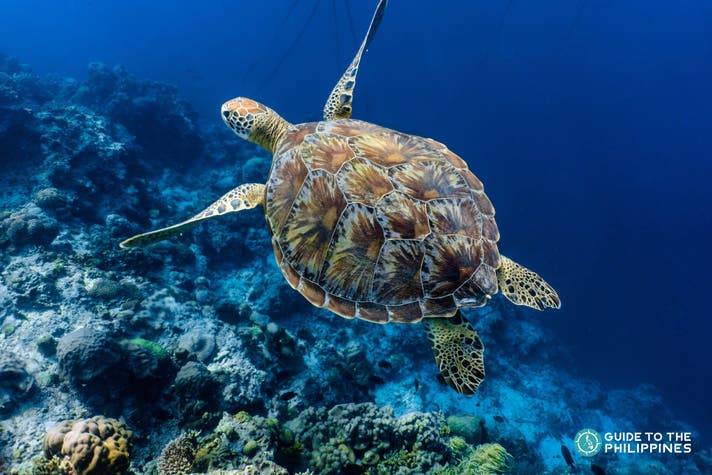 marine life