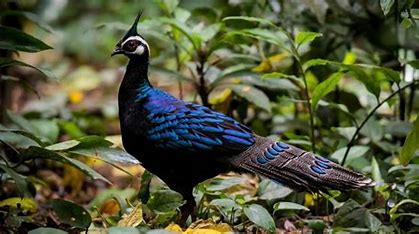 striking Palawan peacock-pheasant