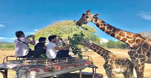safari tour